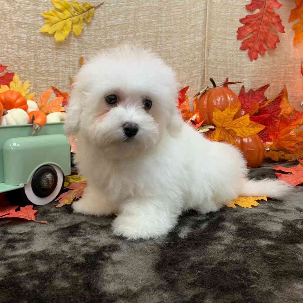 carousel pet images