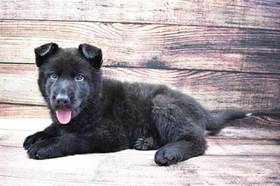 German Shepherd