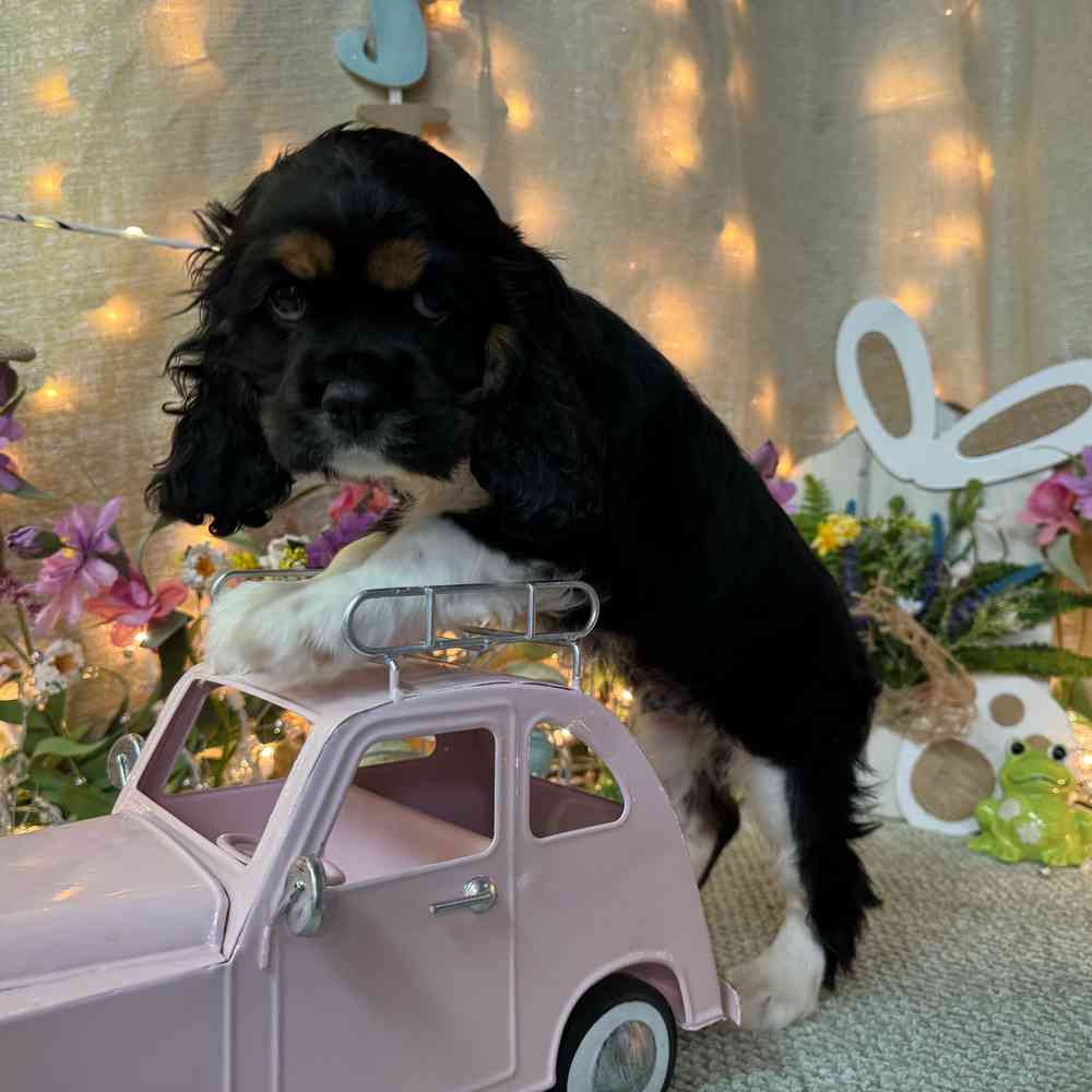 carousel pet images