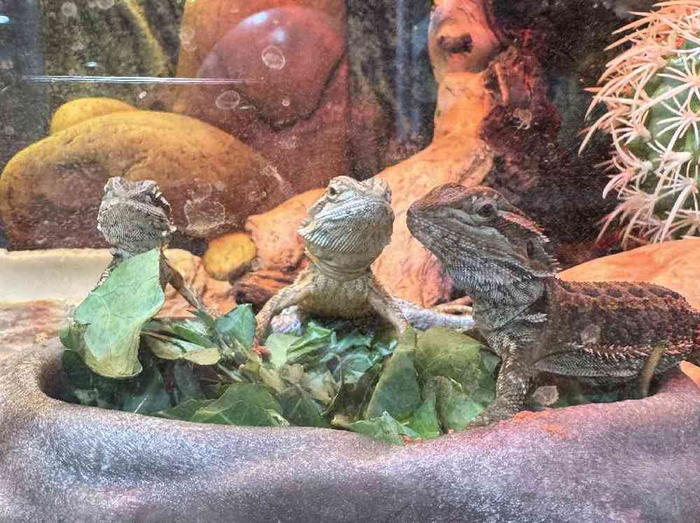 carousel pet images