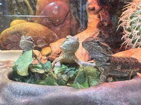 Bearded Dragon