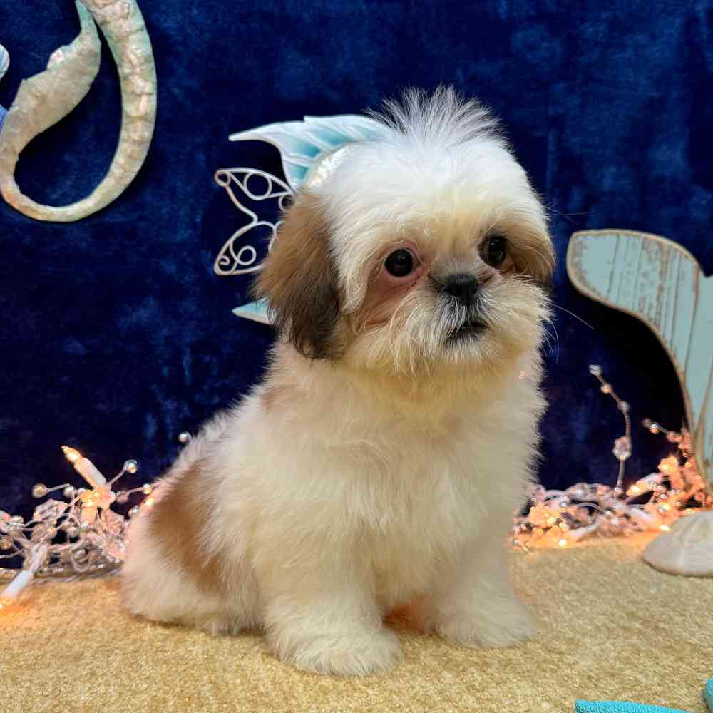 carousel pet images