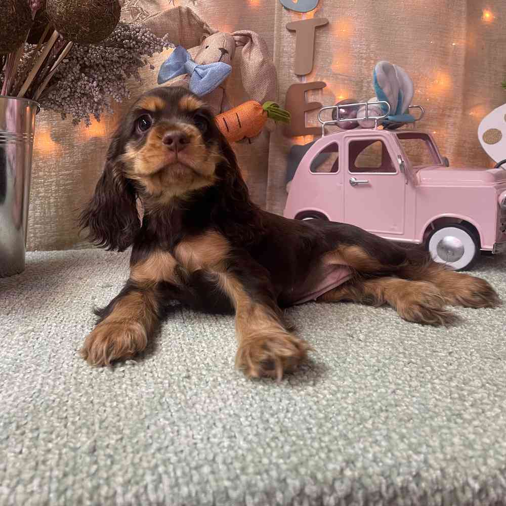 carousel pet images