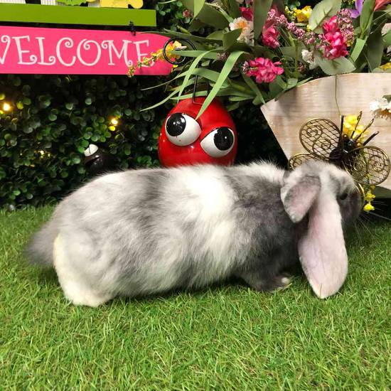 Flemish Giant Holland Lop Mix