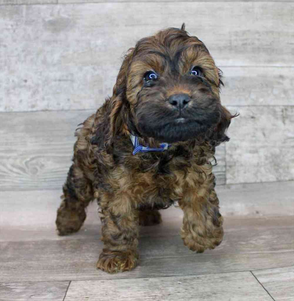 carousel pet images