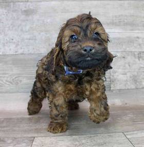 Cockapoo