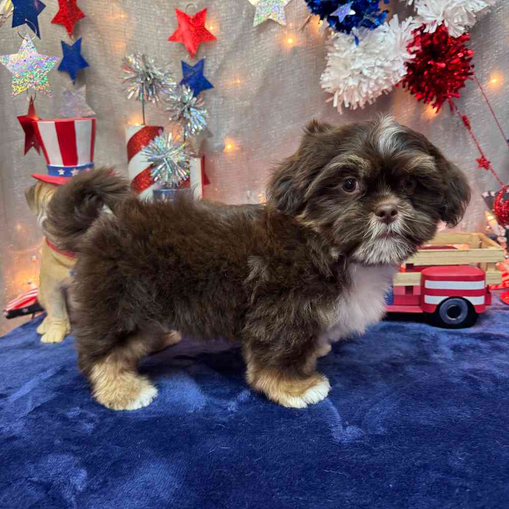 carousel pet images