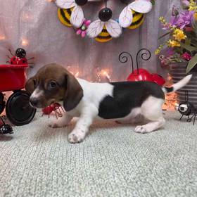 Dachshund