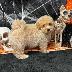 Miniature Goldendoodle