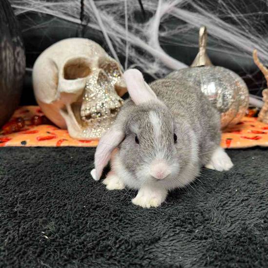 Flemish Giant Holland Lop Mix