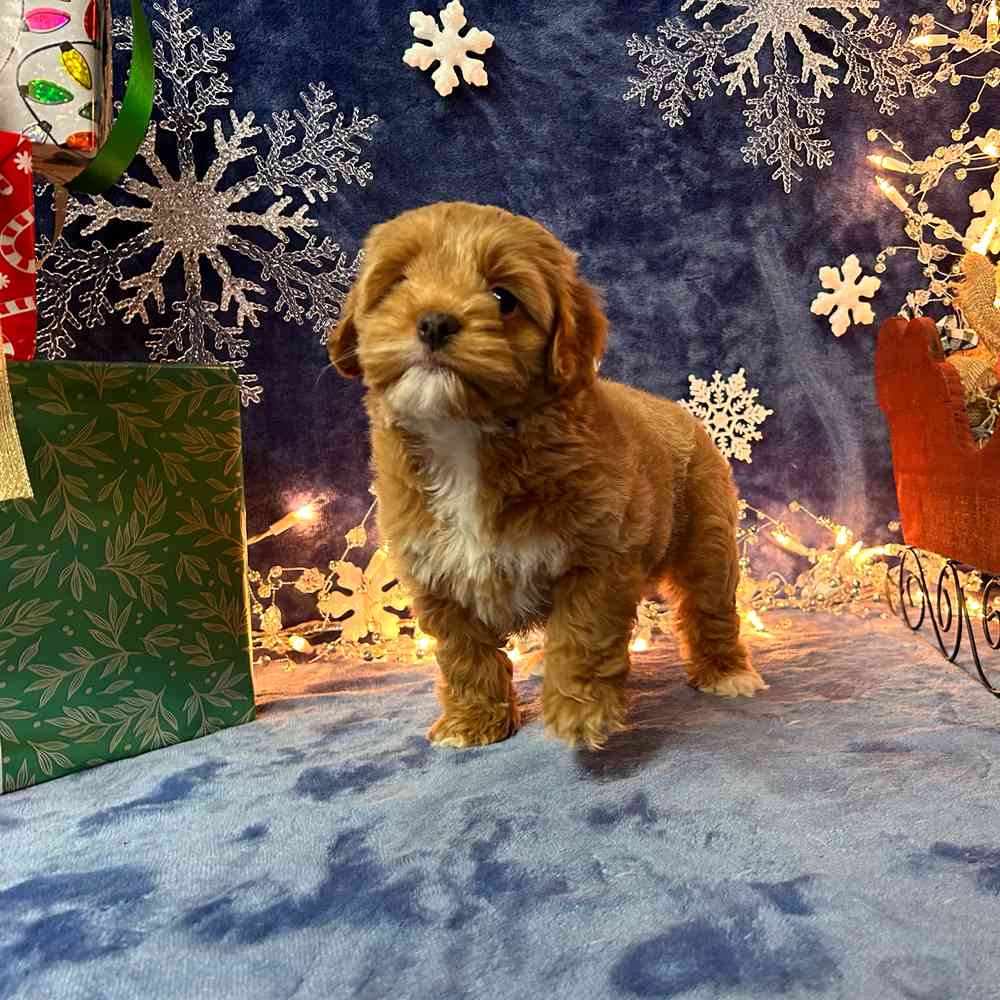 carousel pet images