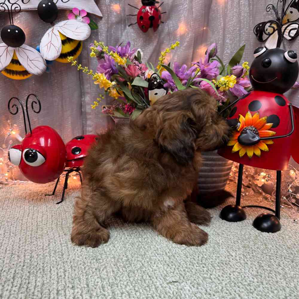 carousel pet images