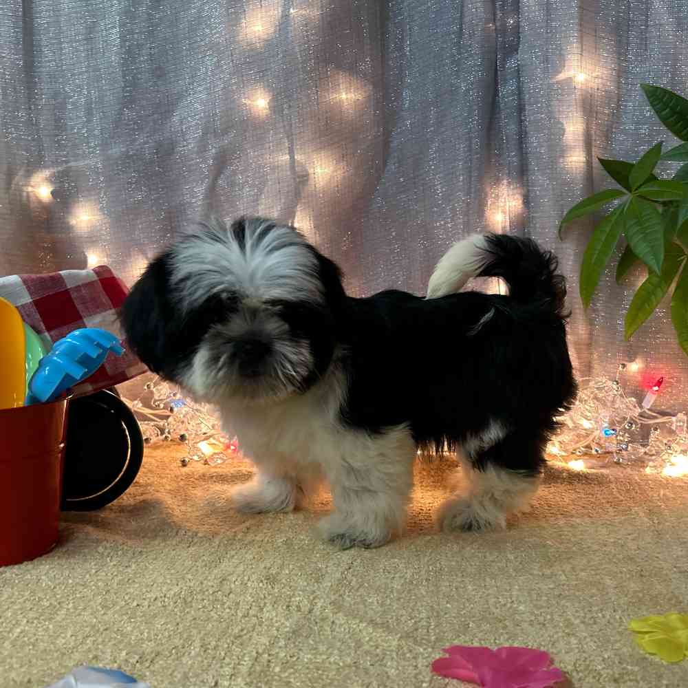 carousel pet images