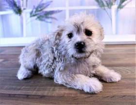 Mauzer (Maltese-Mini Schnauzer)