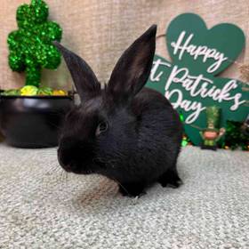 Mini Rex Mix