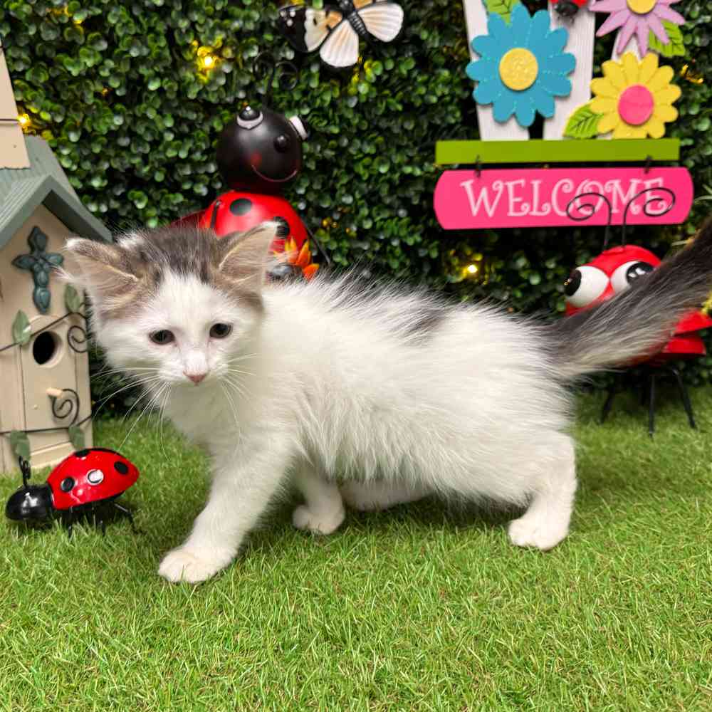 carousel pet images