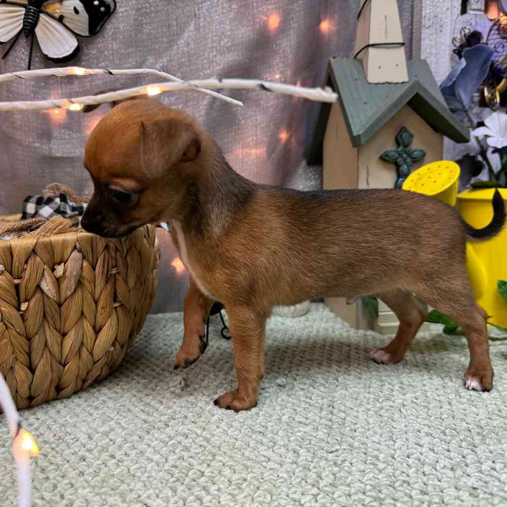 carousel pet images