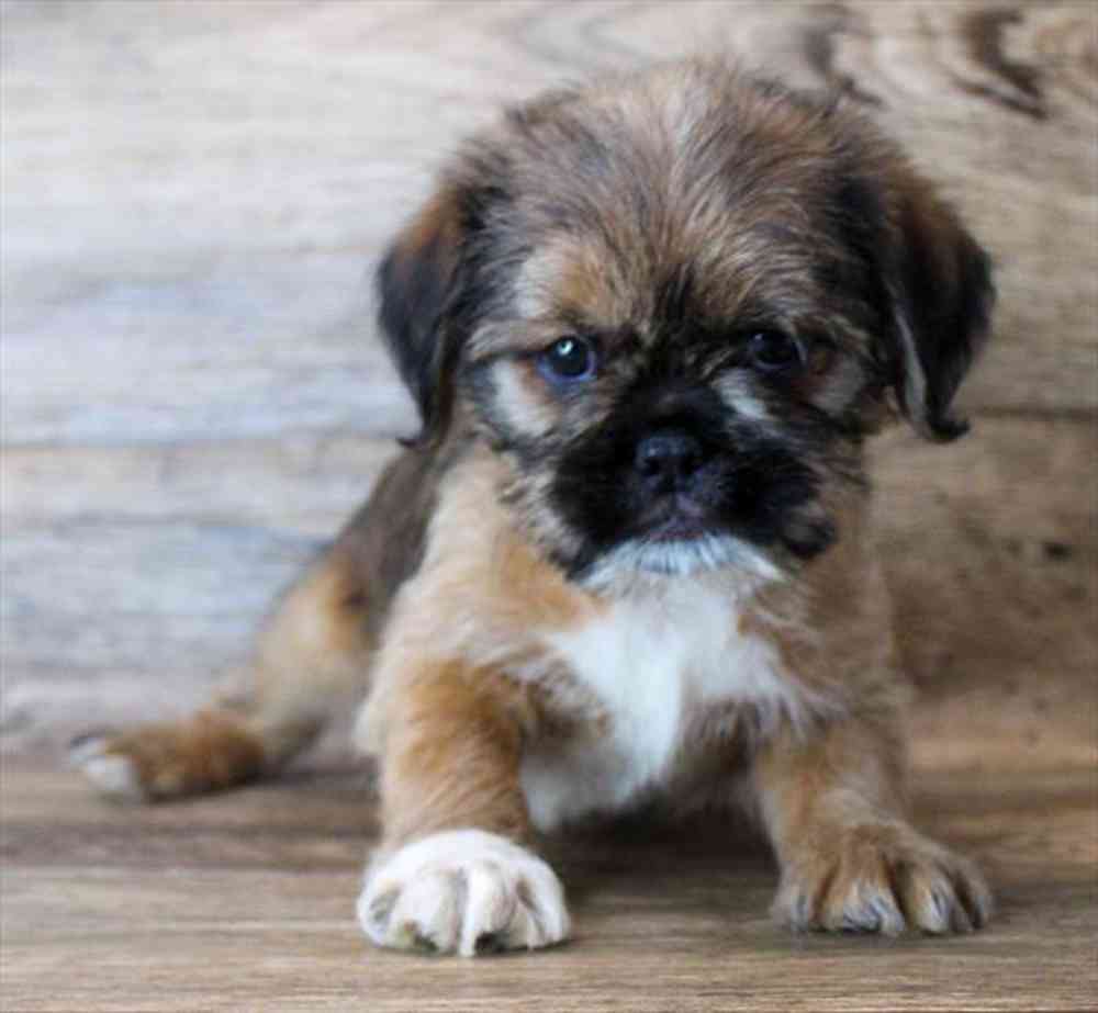 Shiffon Puppies for sale Pets Plus Stafford