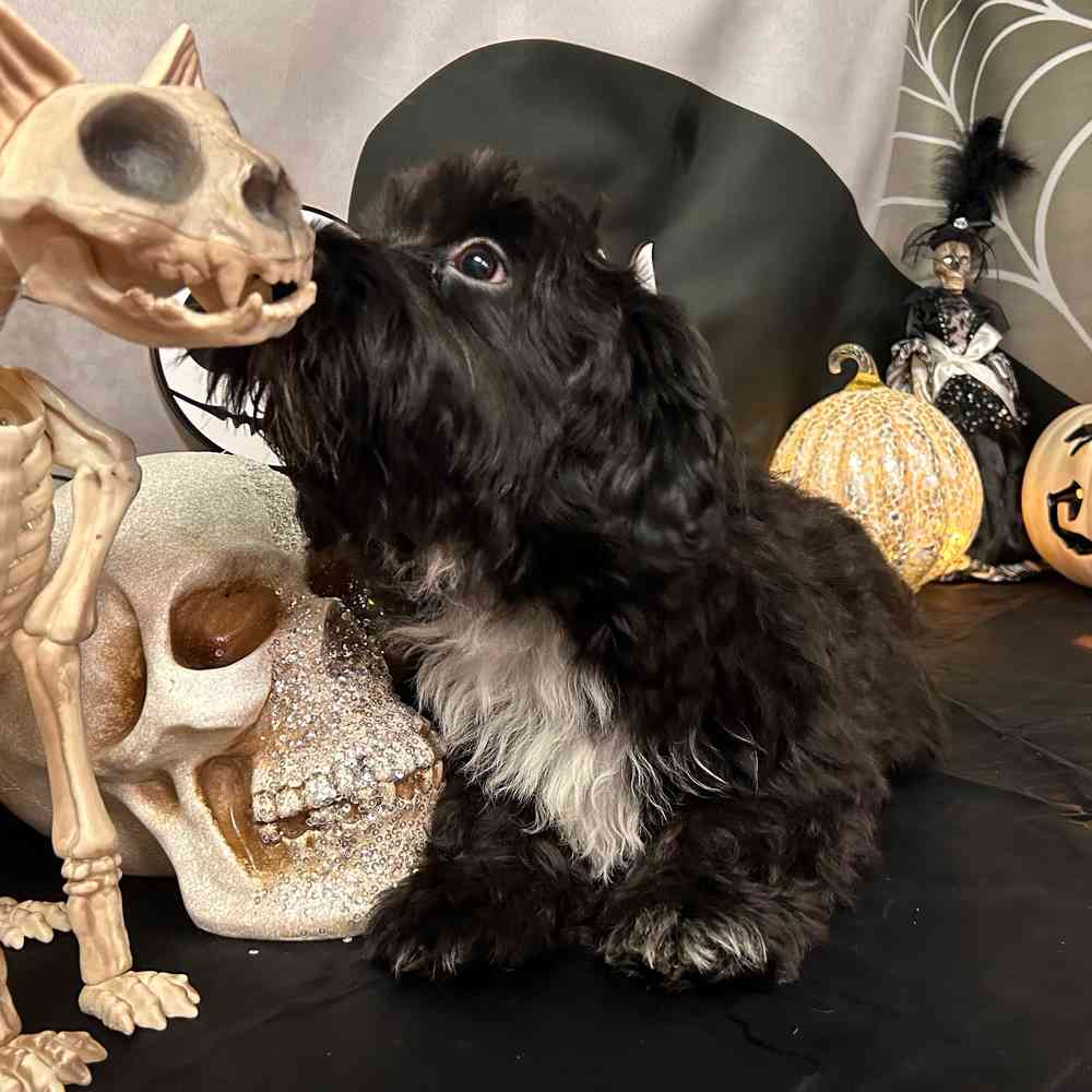 carousel pet images