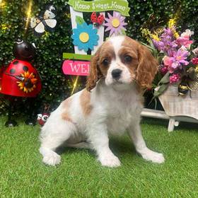 Cavalier King Charles Spaniel