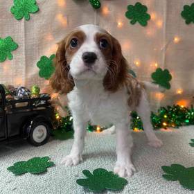 Cavalier King Charles Spaniel
