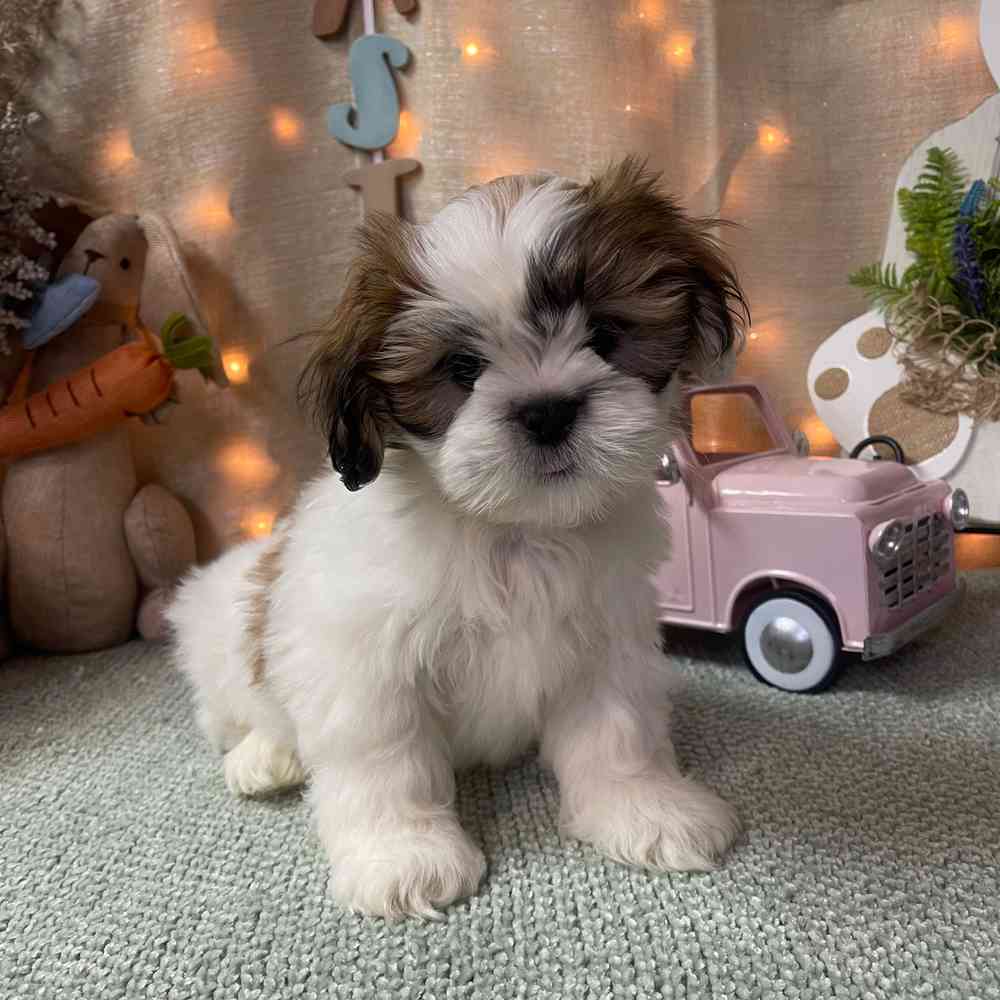 carousel pet images