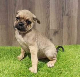 Puggle