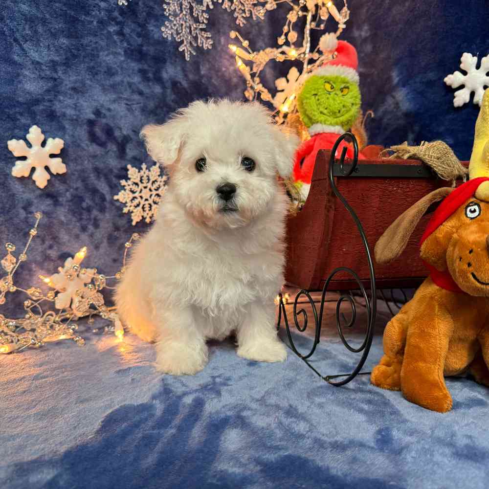 carousel pet images