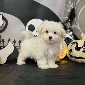 Maltese