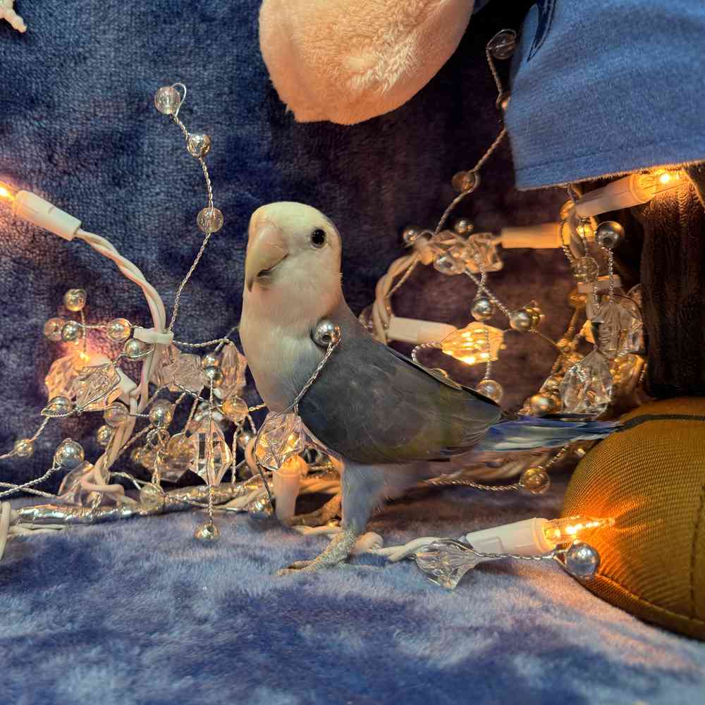 carousel pet images