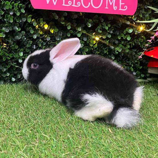 Flemish Giant Holland Lop Mix