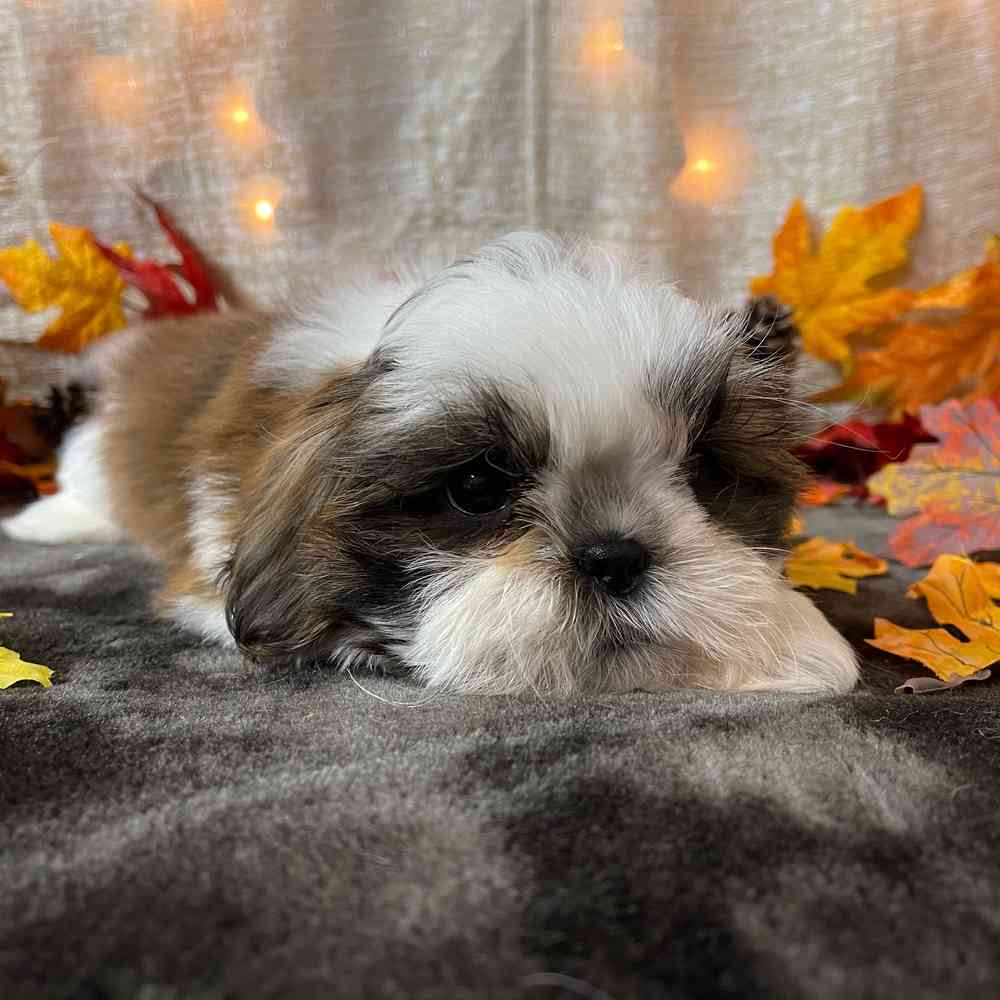 carousel pet images