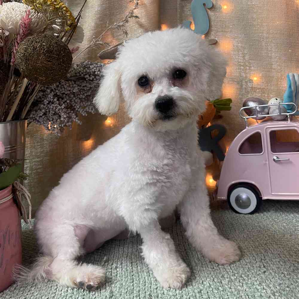 carousel pet images