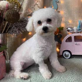 Bichon