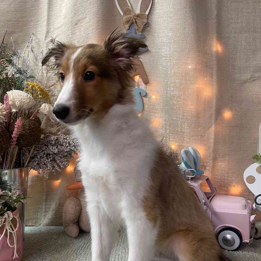 carousel pet images