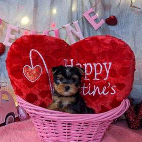 Yorkshire Terrier