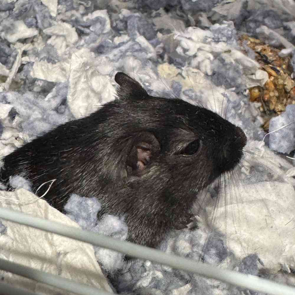 Image of a pet breed in the gallery