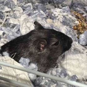 Gerbil