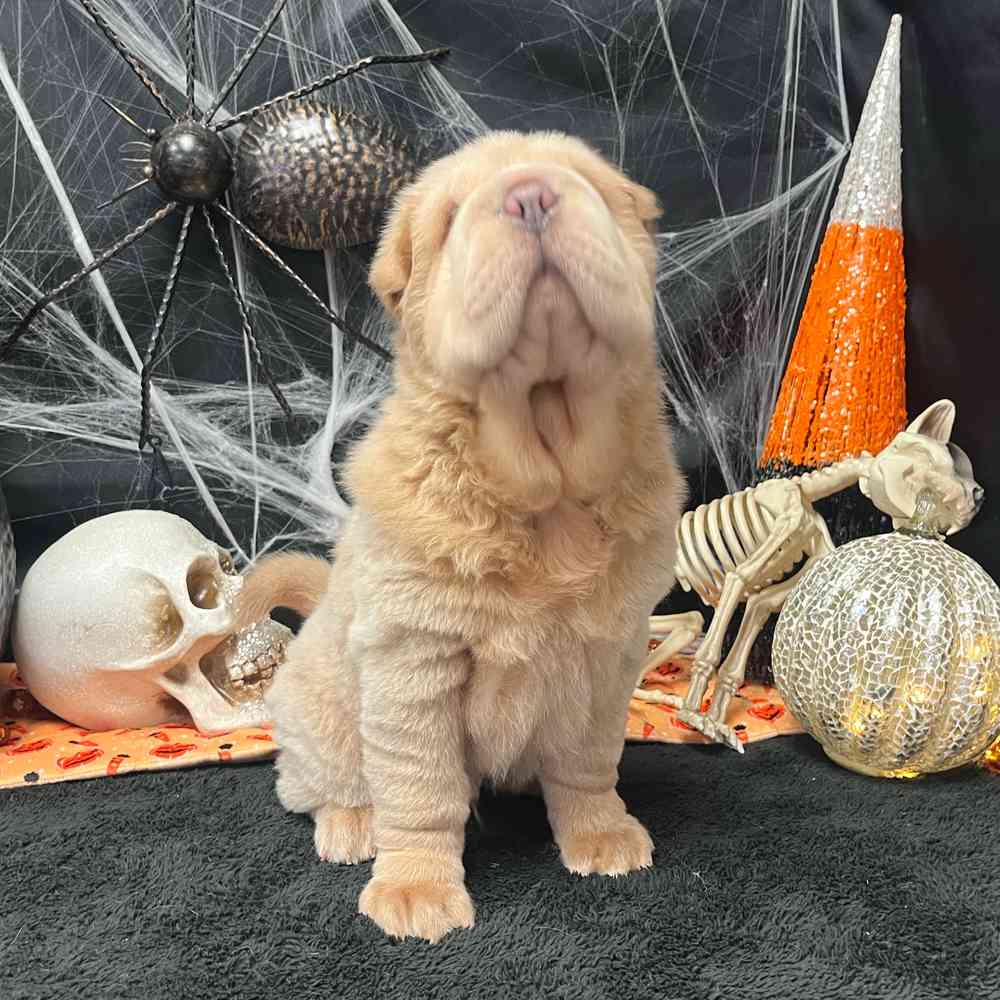 carousel pet images