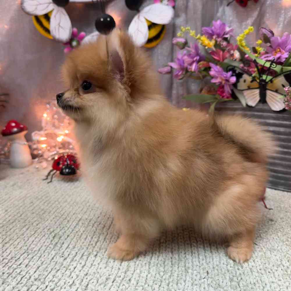 carousel pet images