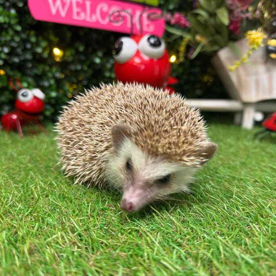 Hedgehog