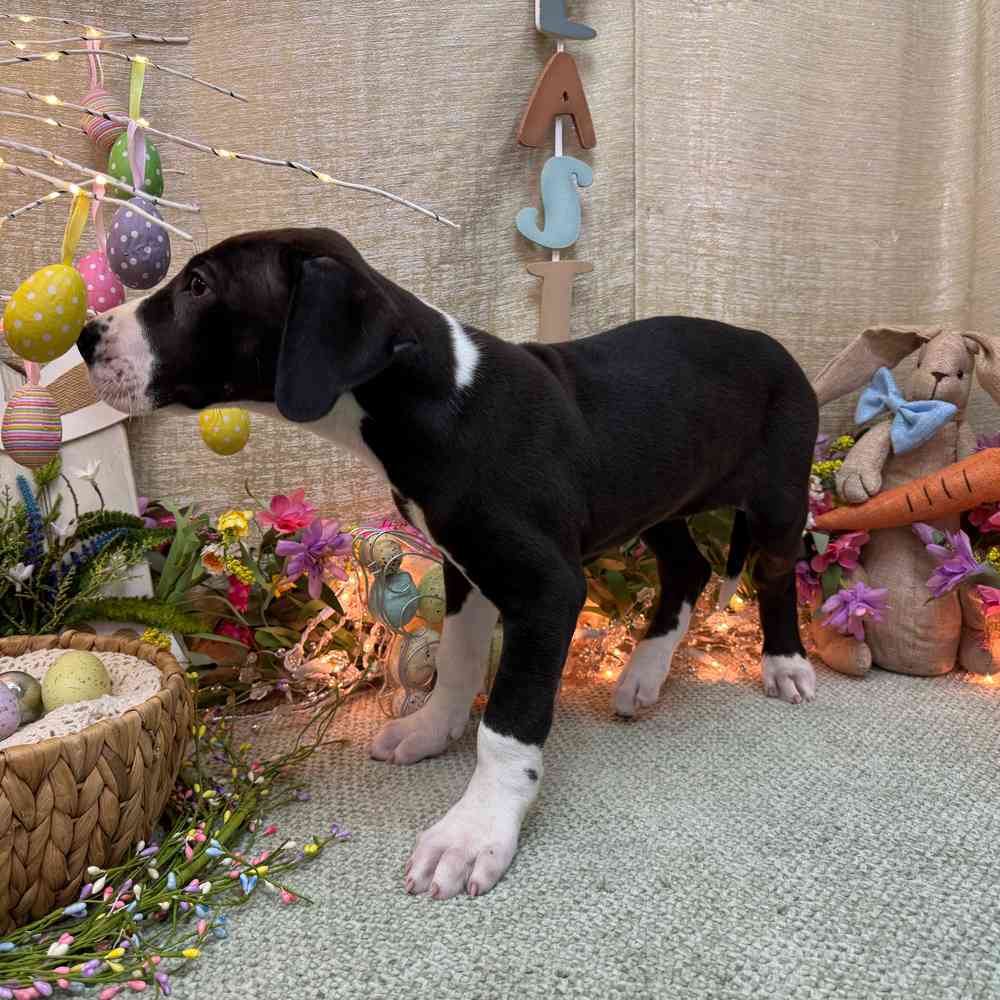 carousel pet images