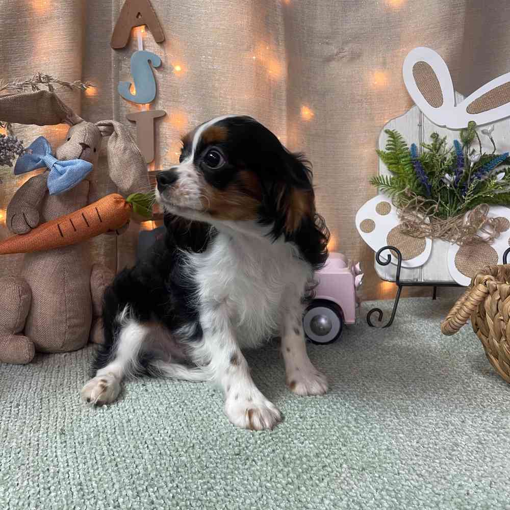 carousel pet images