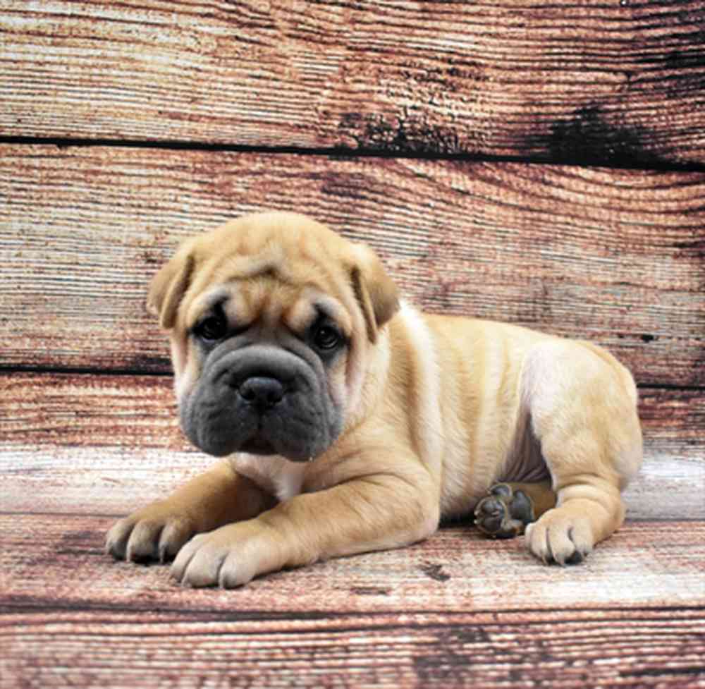 carousel pet images