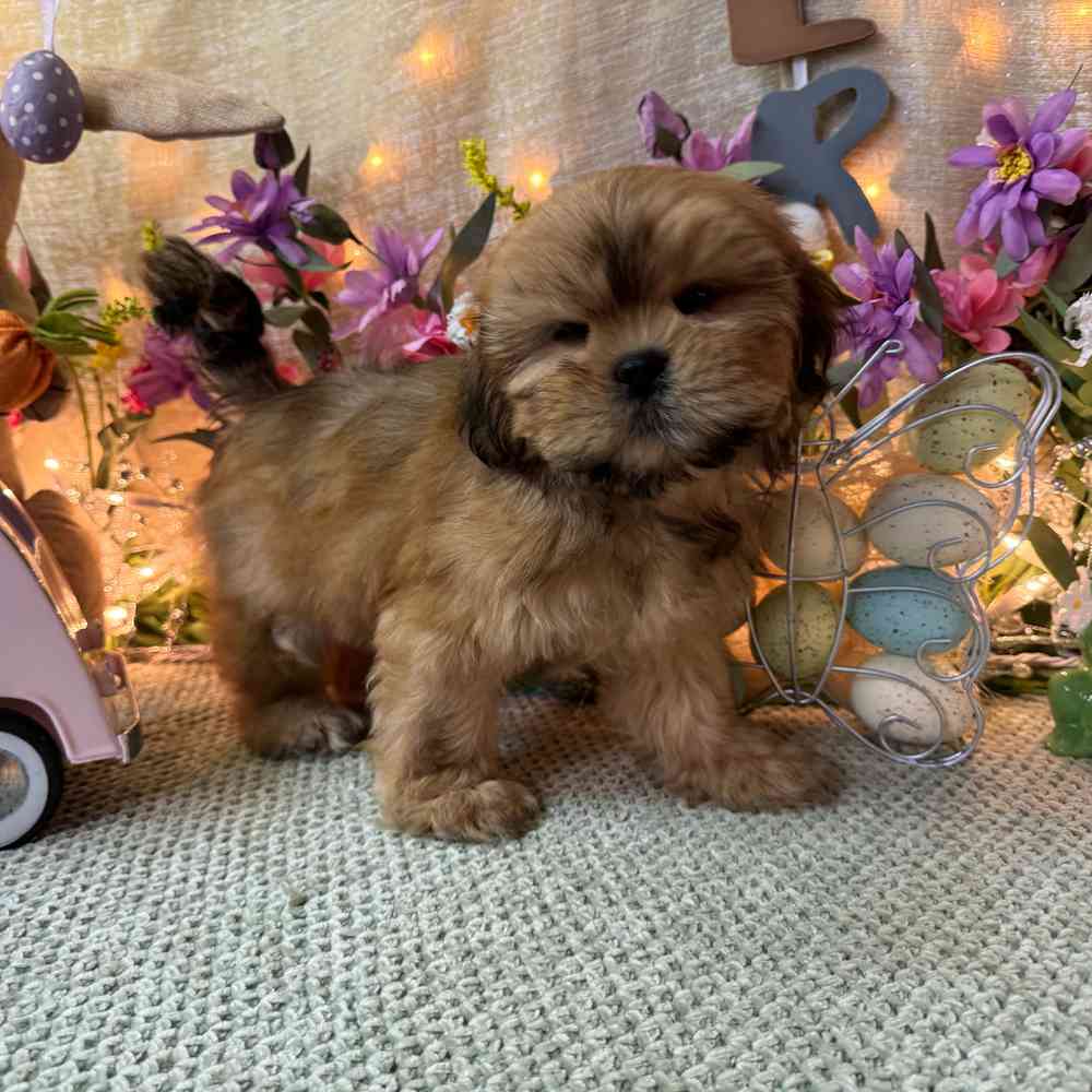 carousel pet images