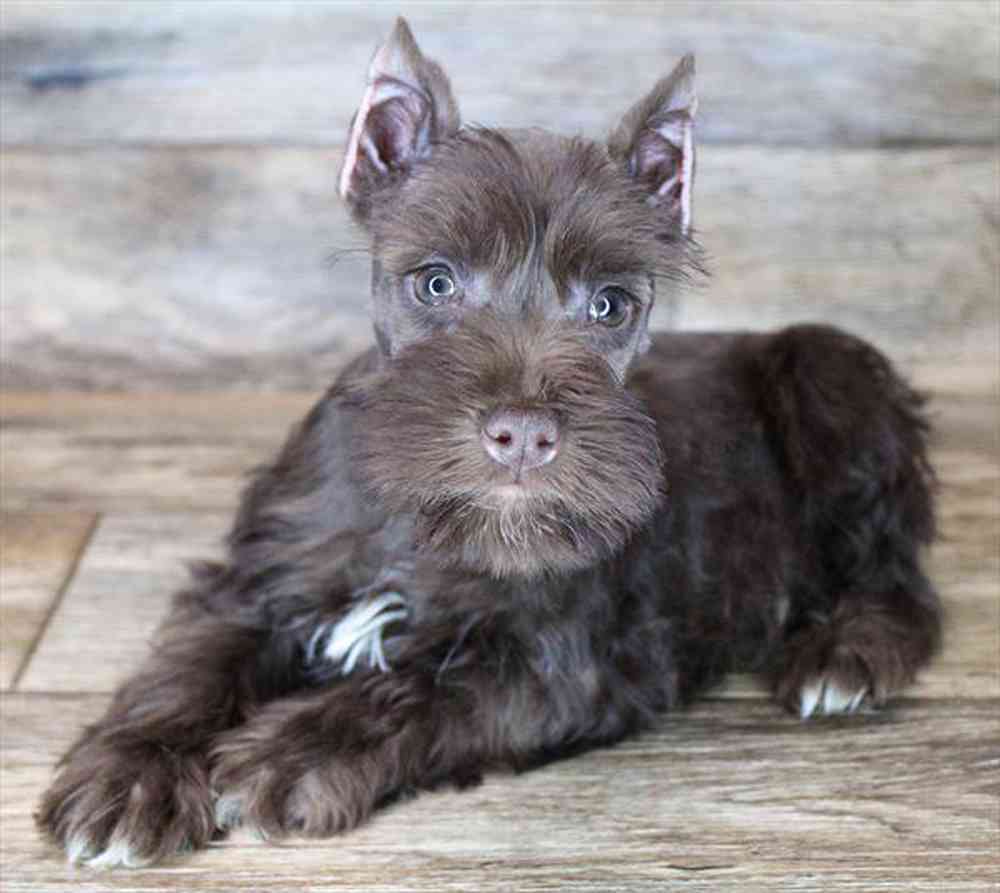 carousel pet images