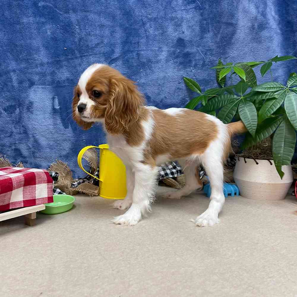 carousel pet images