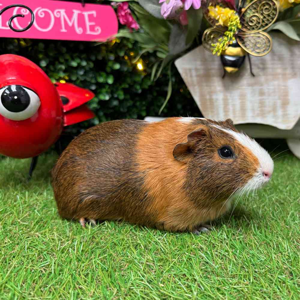 carousel pet images
