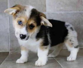 Pembroke Welsh Corgi