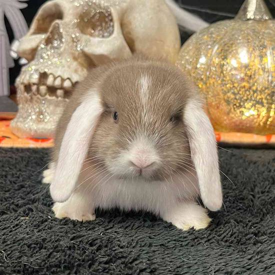 Holland Lop